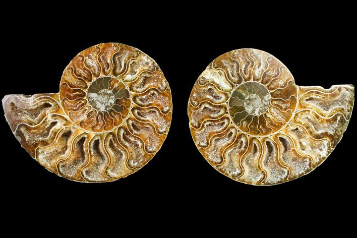 Agate Replaced Ammonite Fossil - Madagascar #145898